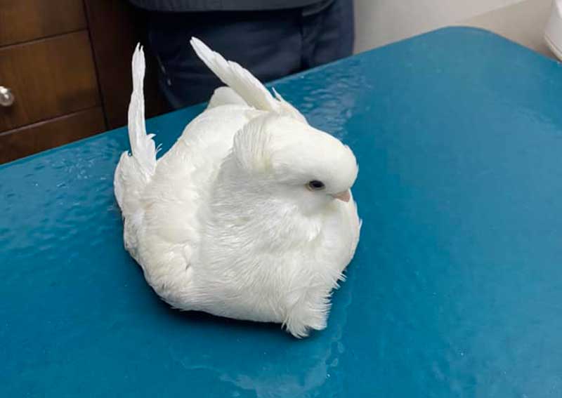 Carousel Slide 7: Avian care