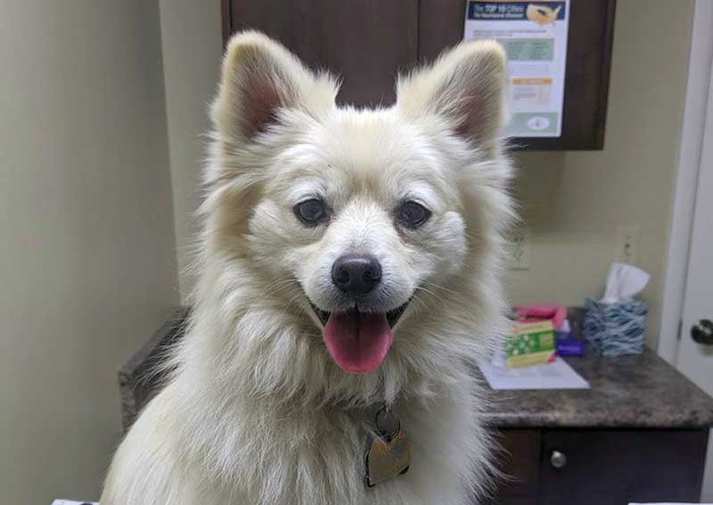 Carousel Slide 8: Dog wellness care