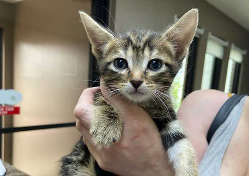 Carousel Slide 3: Kitten care