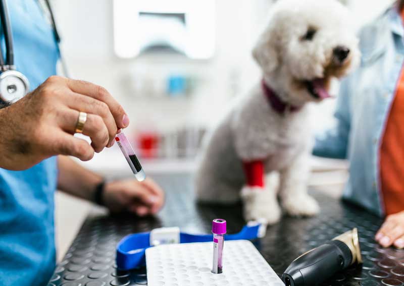 Carousel Slide 4: Pet diagnostics