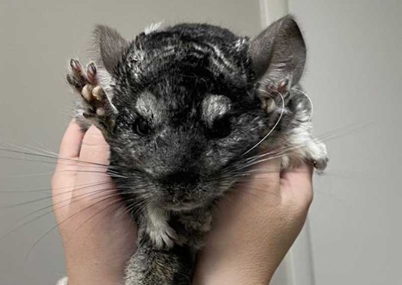 Carousel Slide 5: Small animal veterinarians