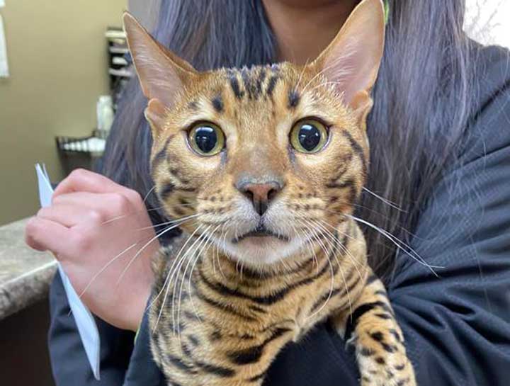 Preventive Care for Cats